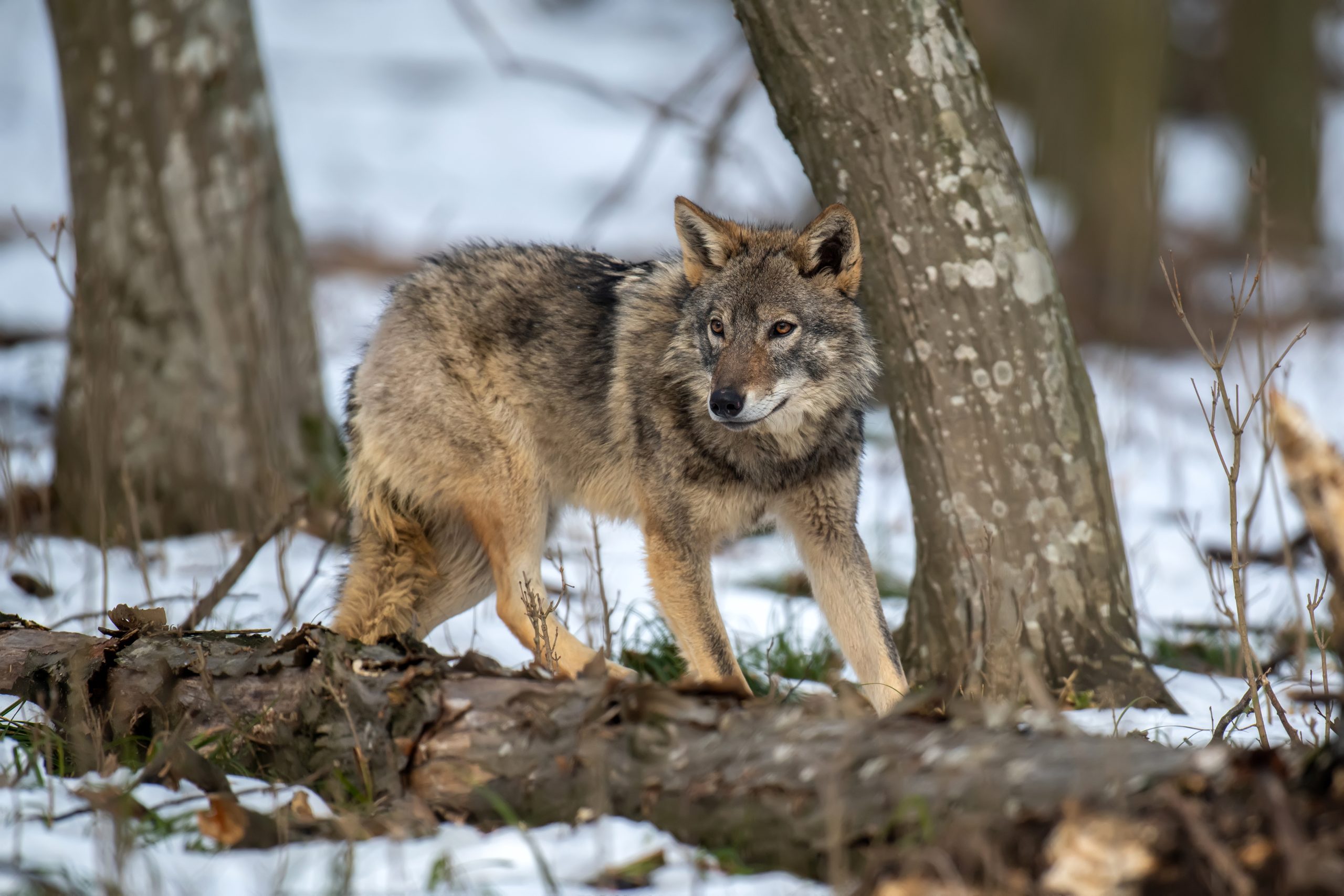 Level 2: Evolving Wolf Leaders â Wolf LeadershipÂź